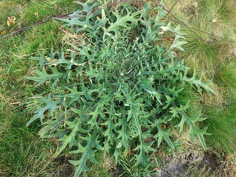 Krankheit, Gesundheit, Schwefelkur, Dr. Probst