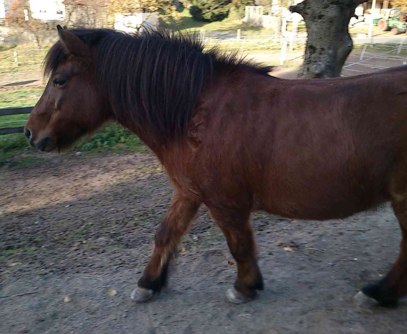 Pferdefütterung zu dick zu dünn