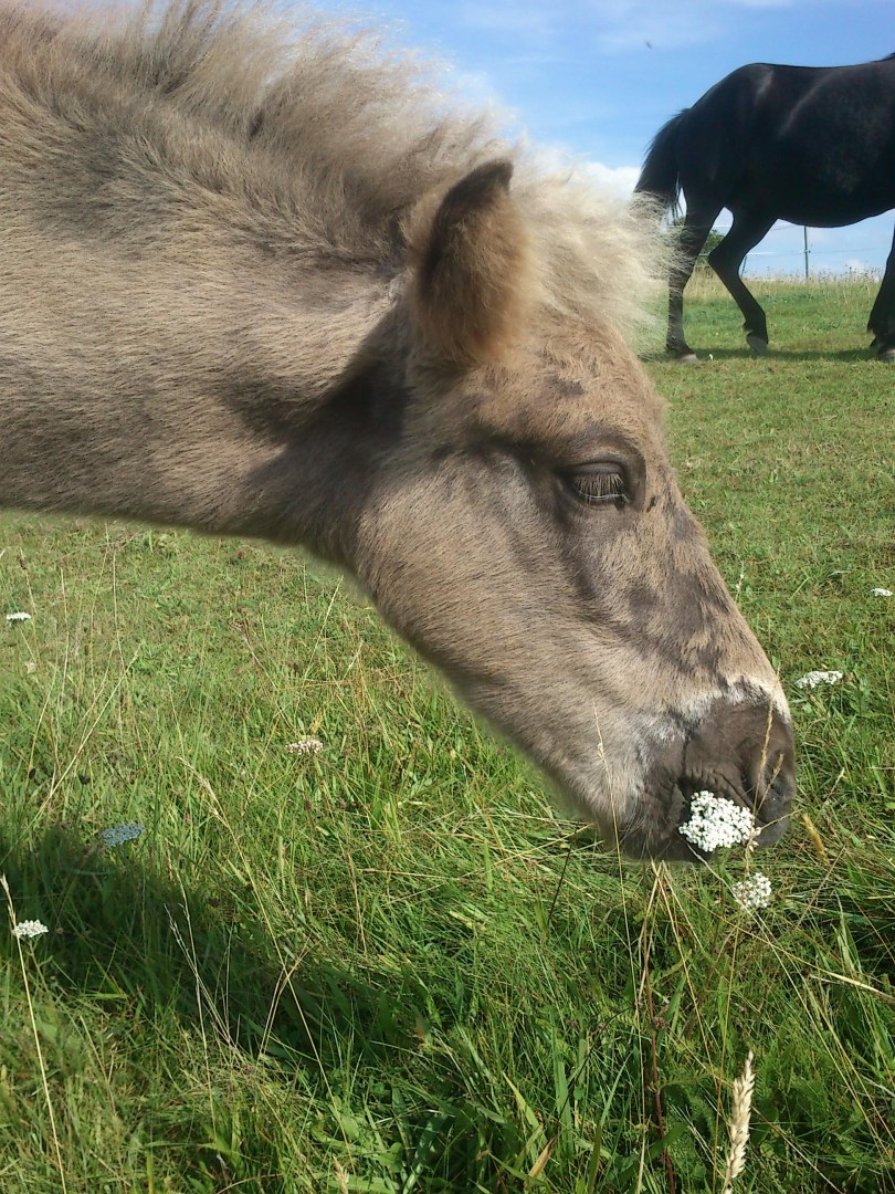 Rohkost mein Essen heute